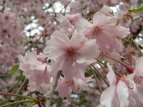 Japanische Kirschblüte 7