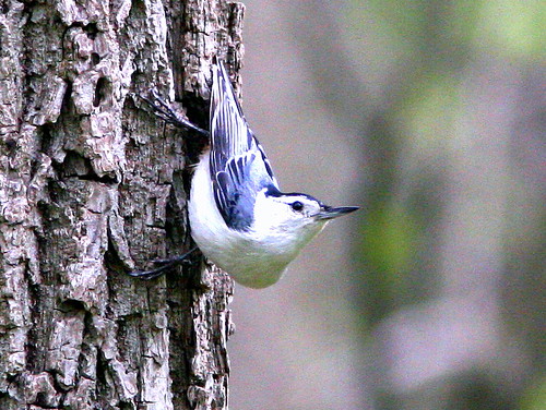 White-breasted Nuthatch 20090508