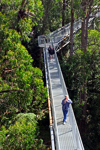 Illawarra Fly Tree Top Walk, Knights Hill, New South Wales, Australia IMG_4472_Illawarra_Fly