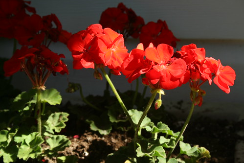 geraniums on the back step