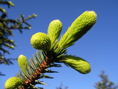Fir trees sprouting
