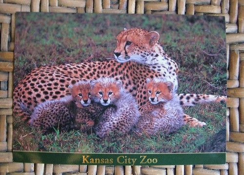 Cheetah cubs postcard