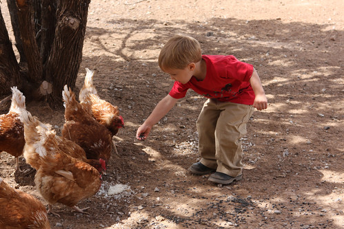 G'tums feeding chickens
