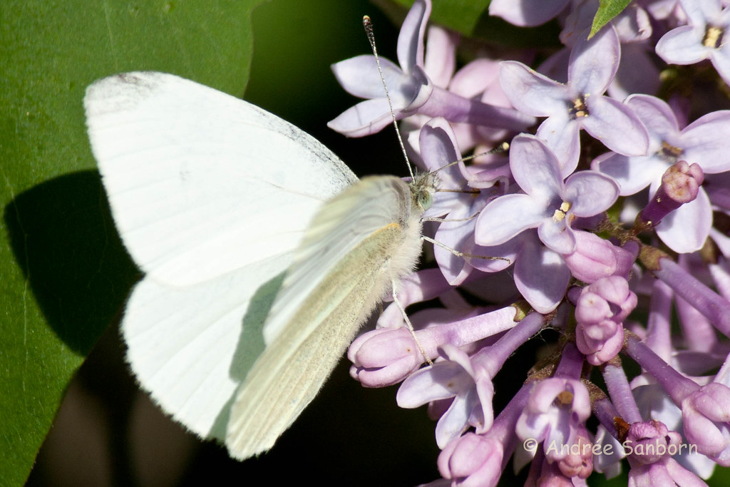 Cabbage White Butterfly (Papilio glaucus)-8.jpg