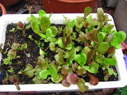 Regrowing Lettuce