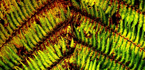 Ferns from the kiwi bush - New Zealand