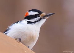 Hairy Woodpecker / Pic chevelu