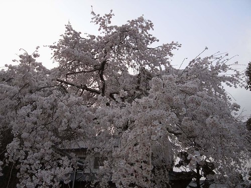 2009年-桜＠専称寺（香芝市）-08