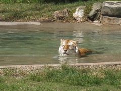 Tiger in for a swim