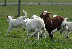 Healthy lambs