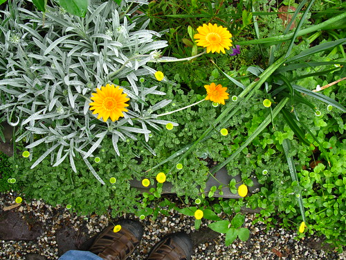 2009-05-06 garden