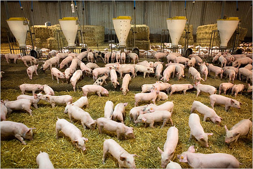 Factory Farming Pigs