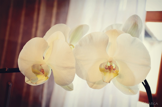orquídea_2