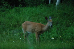 Deer in Acadia