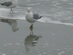 Seagull at Sunset Beach