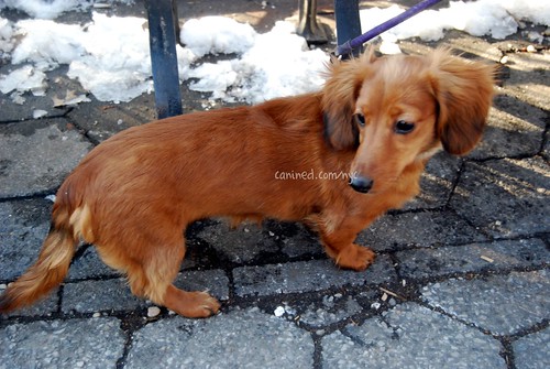 red long haired dachshund puppies. Red Long Hair Dachshund.