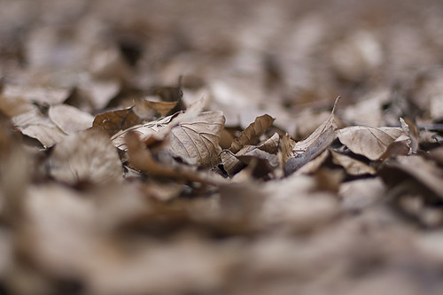 Dead leafs.. (by Hamsteren)
