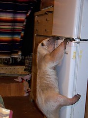 Trying to get the fridge open