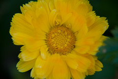 Yellow Calendula