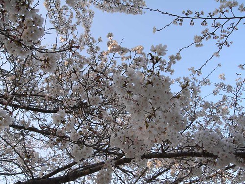 2009年-桜＠明日香村-11