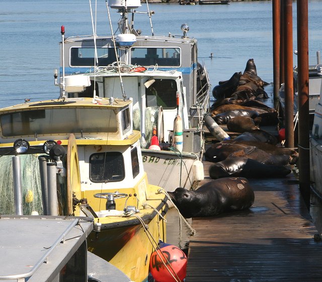 Sea Lions on Dock 2