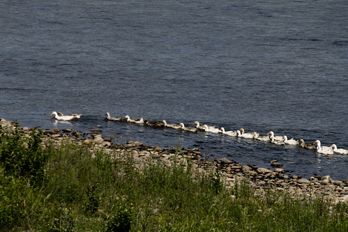 Ducks on the Yalu (by niklausberger)