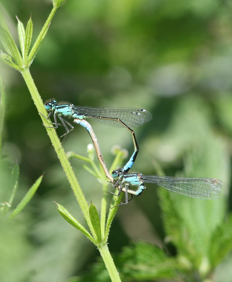 Blue-tailed Damselflies mating