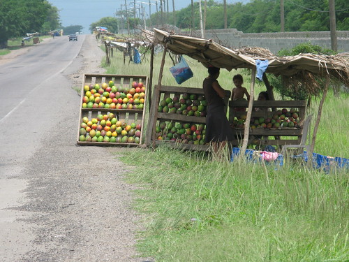 Mango road stand