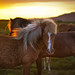 The Golden Horse in Iceland