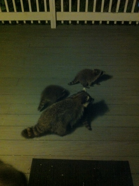 Raccoon family on our porch!
