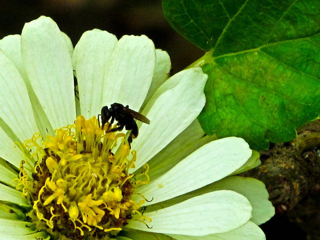 IMG_0700 Bee and Flower
