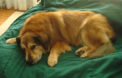 Lulu on comforter