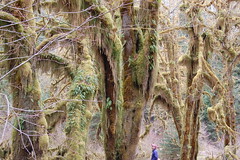 Hall of Mosses trail