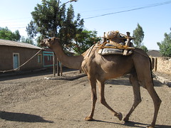 Ethiopië, kamelen