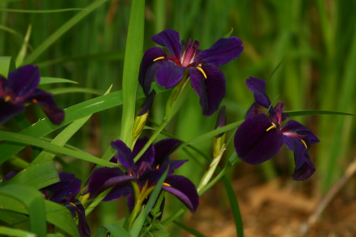Louisiana iris 'Black Gamecock'