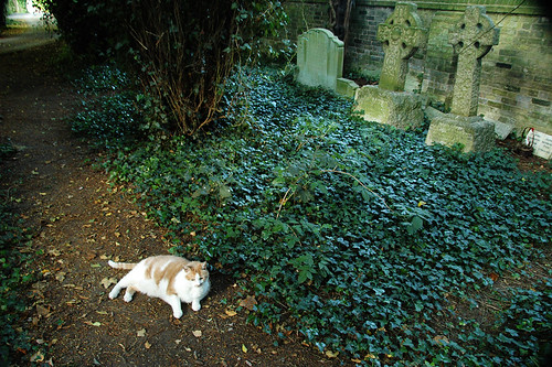 Churchyard cat