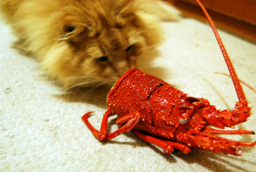 romeo and the crayfish