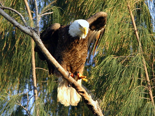 Eagle Roosting With Bloody Feet 20090302