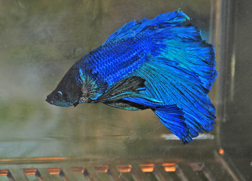  otherwise known as a Siamese or Japanese Fighting fish