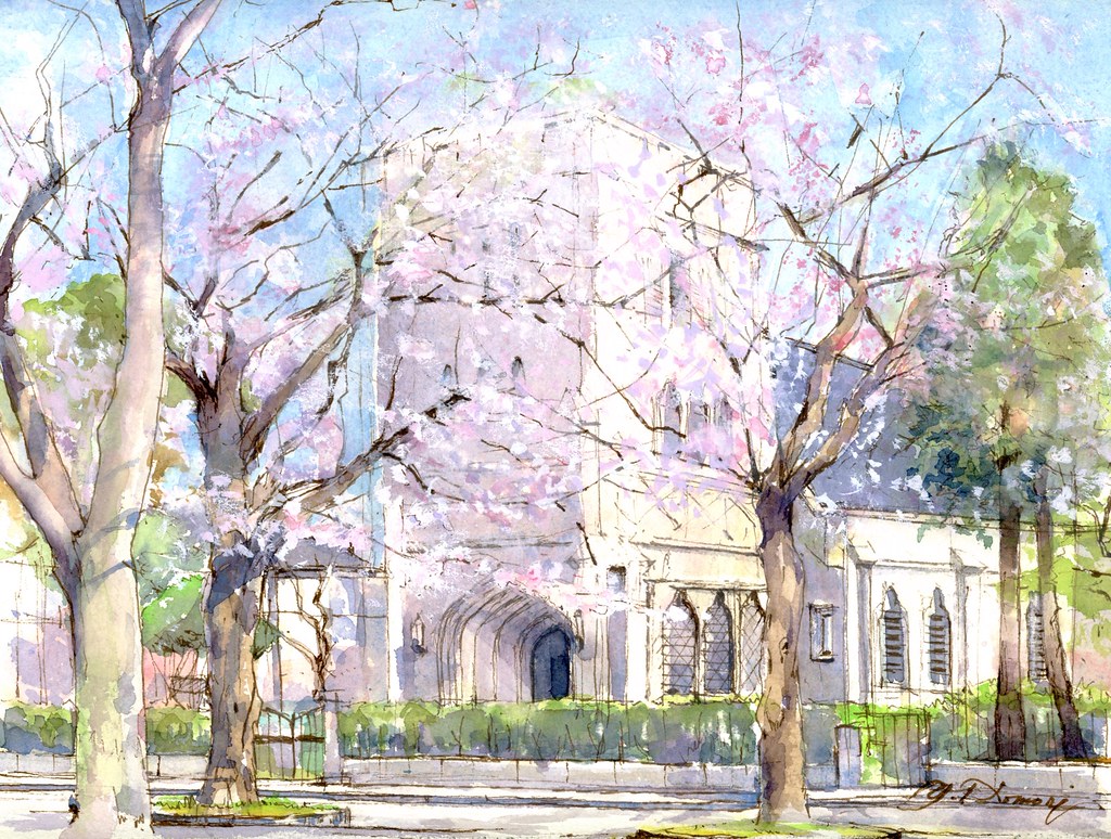 CHERRY  TREES  (Episcopal Cathedral,  Yokohama)  満開の桜（山手聖公会）  by Yuzo Komori