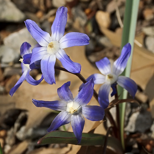 Missouri Botanical Garden (Shaw's Garden), in Saint Louis, Missouri, USA - blue flowers