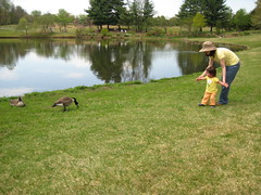 Emma and the geese