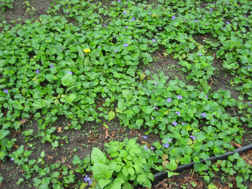 This is a wee part of the front yard.  Violets everywhere.