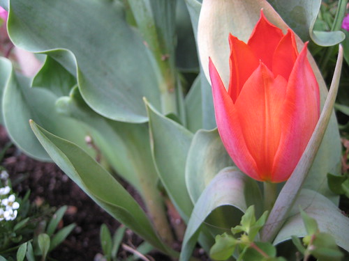 Tulip copy 2