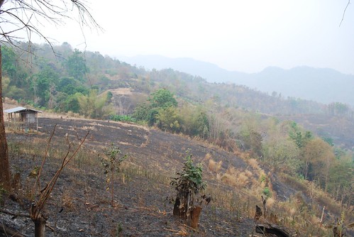Burnt clearing