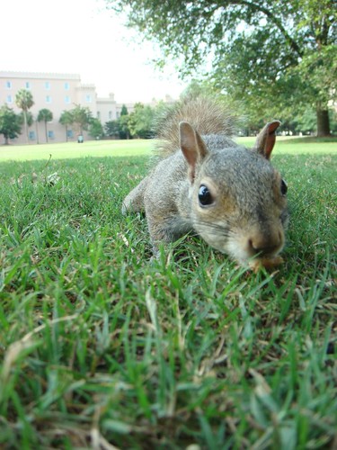 Squirrel in Marion Square, Charleston, South Carolina.