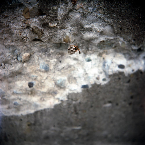 a wasps' nest