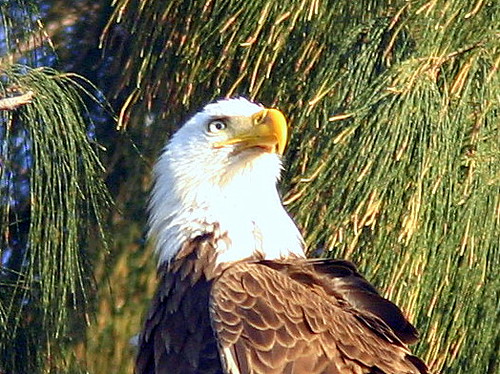 Eagle Head 20090302
