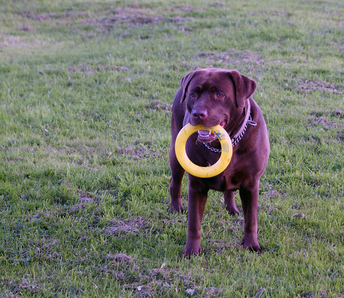 Ruby with hoop