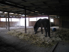 寬廣的馬廄讓馬兒有自由活動的空間. photo:吳佳其